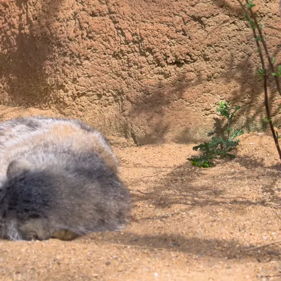 A photograph of a Pallas's cat in Prague Zoo