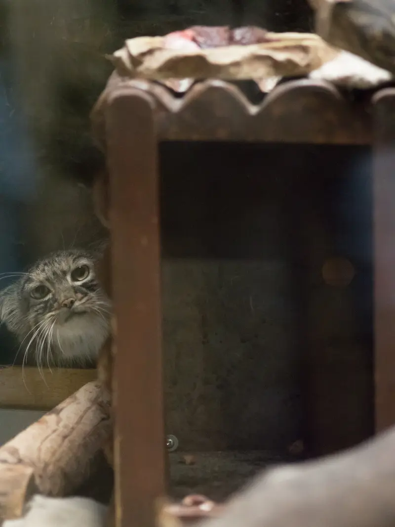 A photograph of Shafran in Ueno Zoological Gardens