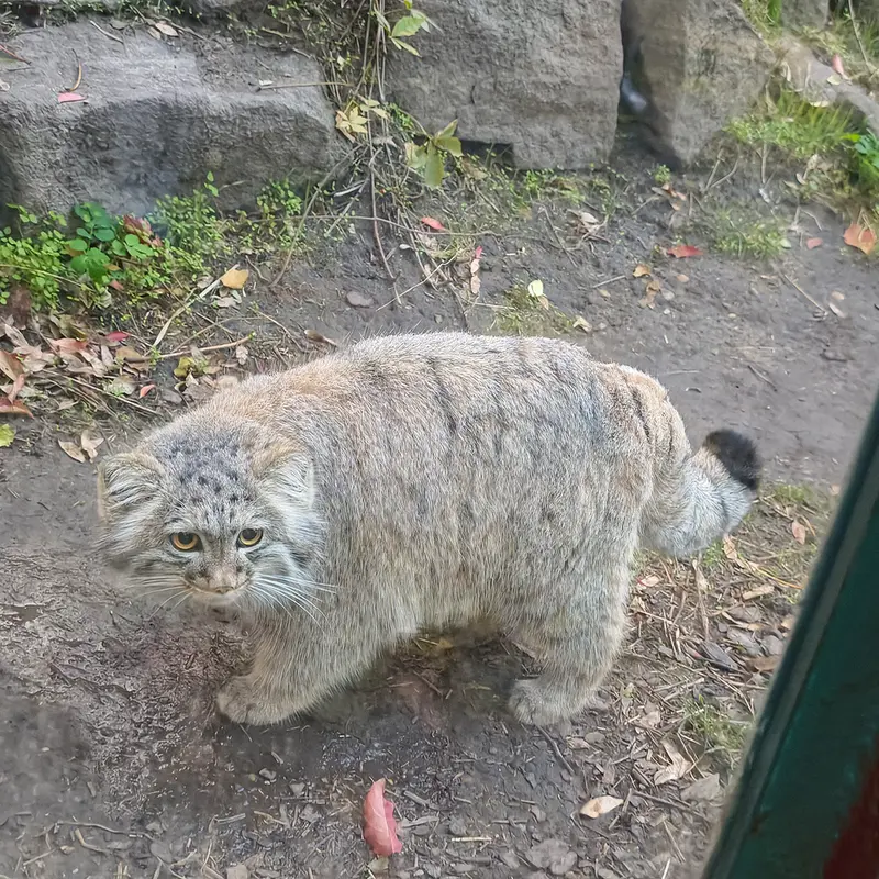 A photograph of Boris Ⅱ in Budapest Zoo & Botanical Garden