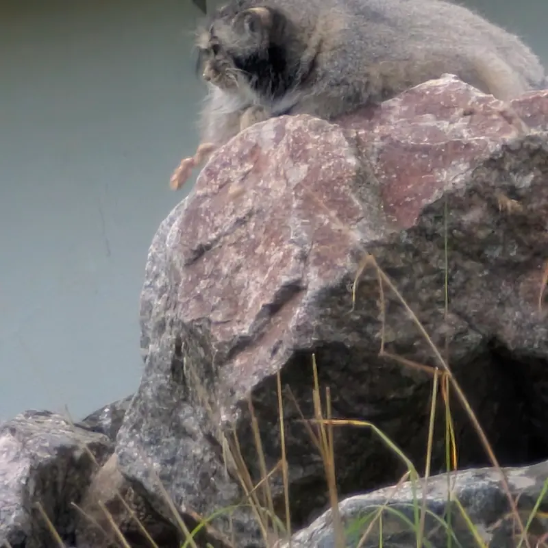 A photograph of Mimi in Korkeasaari Zoo