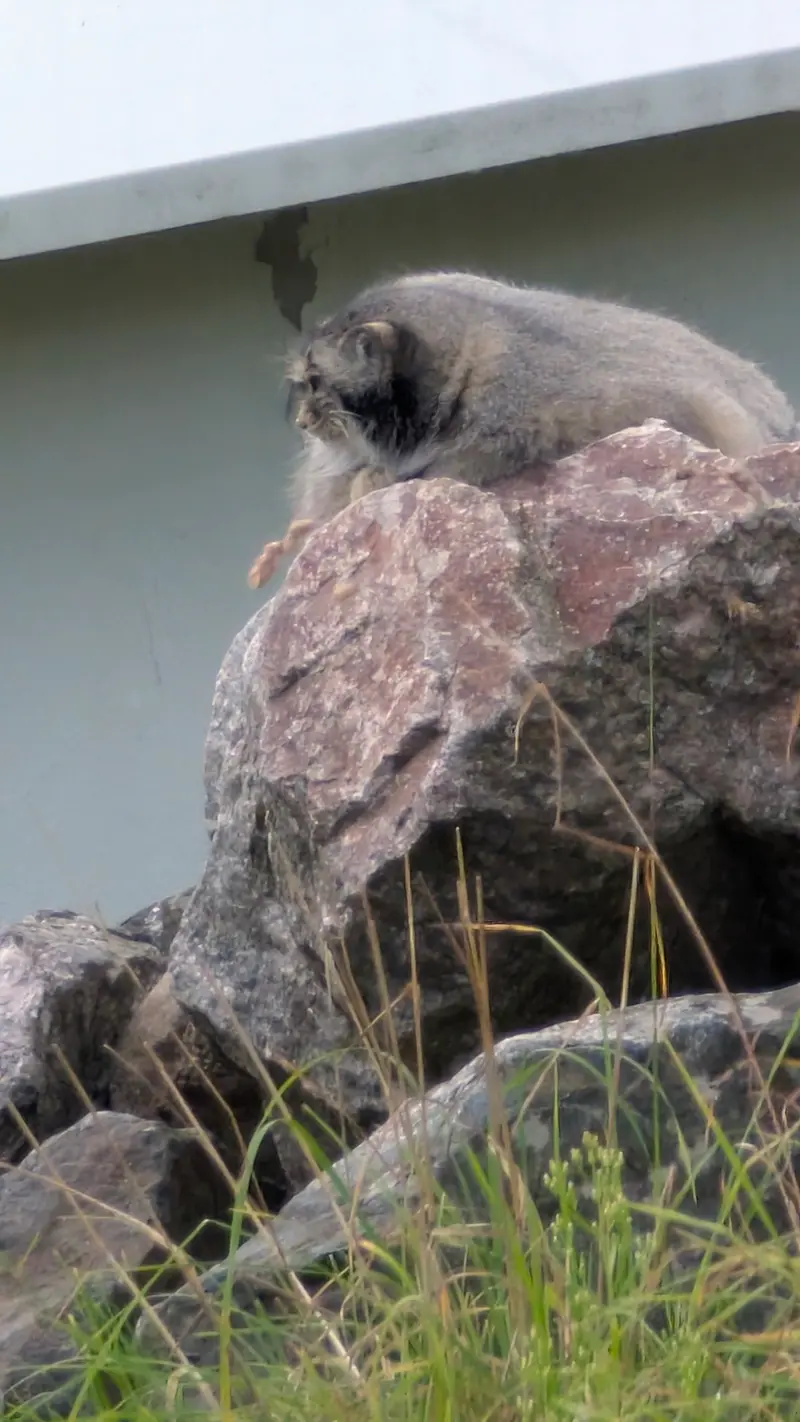 A photograph of Mimi in Korkeasaari Zoo