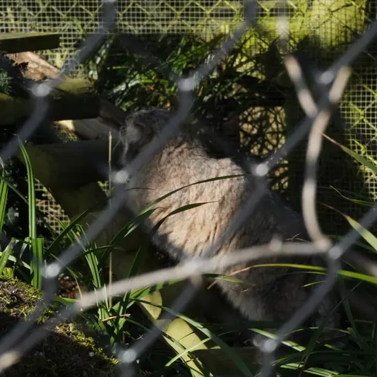 A photograph of Jochi in Howletts Wild Animal Park