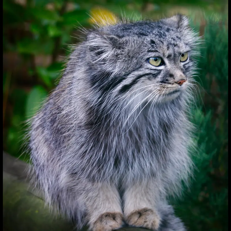 A photograph of Tula in The Big Cat Sanctuary
