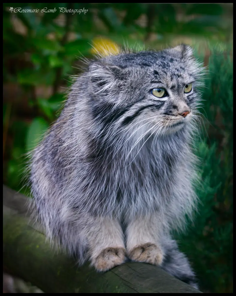 A photograph of Tula in The Big Cat Sanctuary