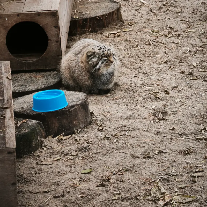 A photograph of Son of Snezhana b.2026 Ⅲ in Novosibirsk Zoo