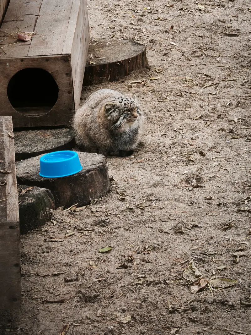 A photograph of Son of Snezhana b.2026 Ⅲ in Novosibirsk Zoo
