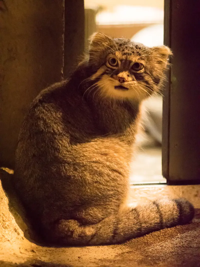 A photograph of Figa in Nogeyama Zoo