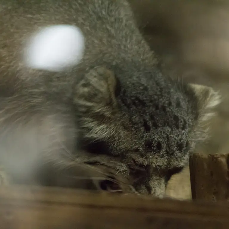 A photograph of Klyon in Ueno Zoological Gardens