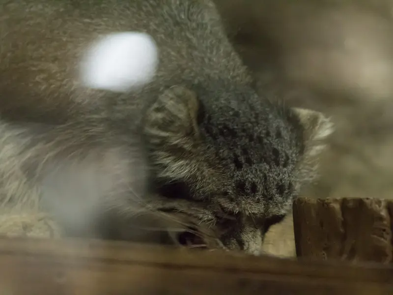 A photograph of Klyon in Ueno Zoological Gardens