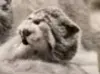 A photograph of a Pallas's cat