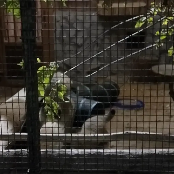 A photograph of a Pallas's cat in Leningrad zoo