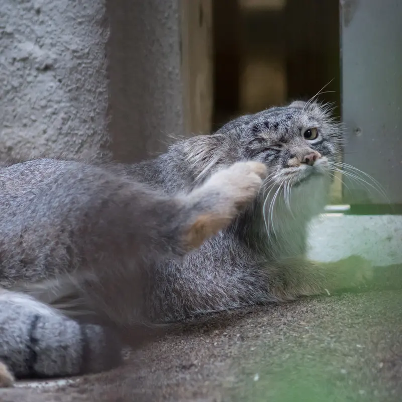 A photograph of Figa in Nogeyama Zoo