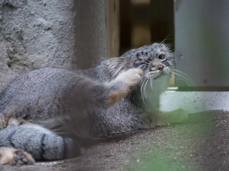 A photograph of Figa in Nogeyama Zoo
