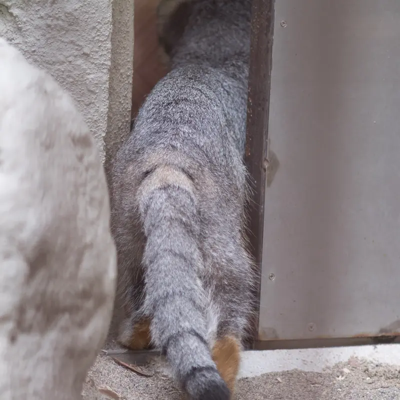 A photograph of Figa in Nogeyama Zoo