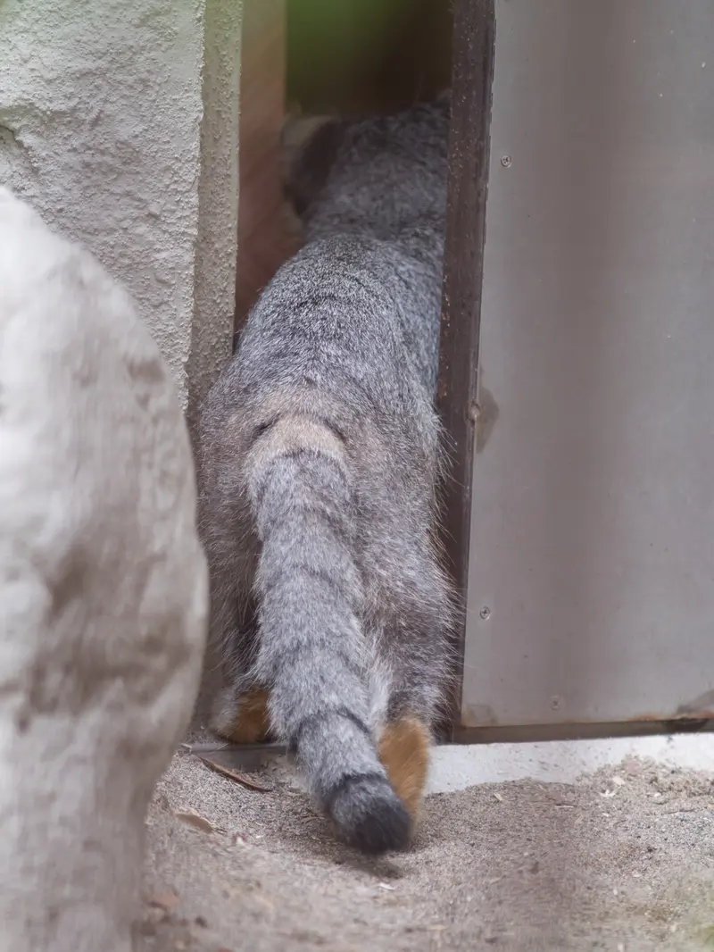 A photograph of Figa in Nogeyama Zoo