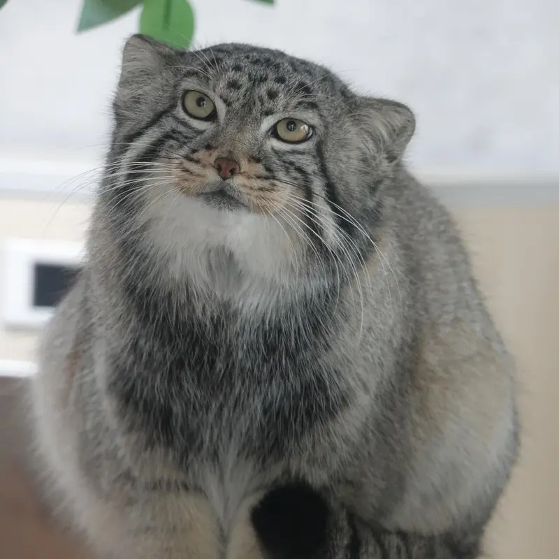 A photograph of Sun Daniang in Qinghai-Tibet Plateau Wildlife Zoo