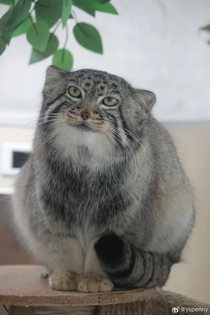 A photograph of Sun Daniang in Qinghai-Tibet Plateau Wildlife Zoo