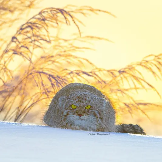 A photograph of a Pallas's cat