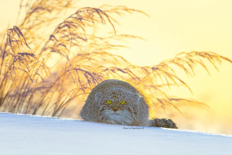 A photograph of a Pallas's cat