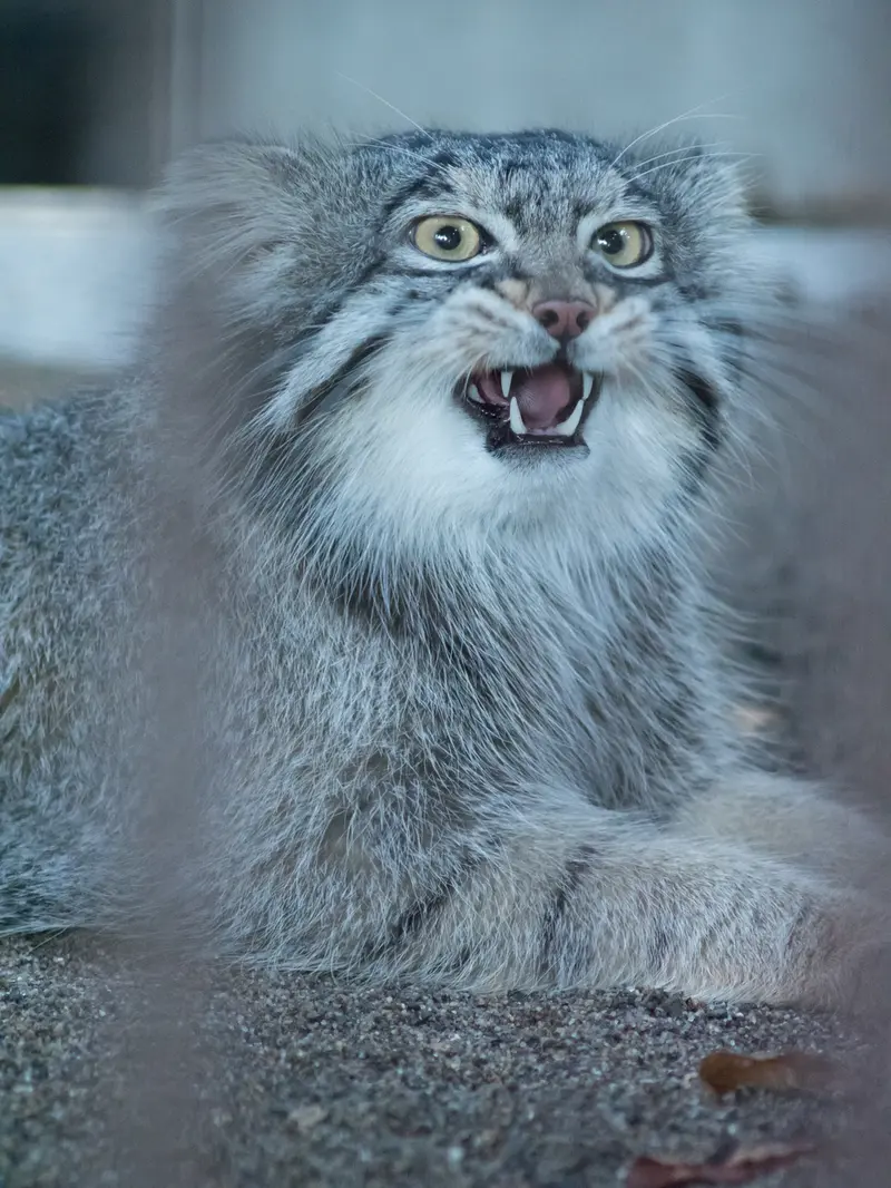 A photograph of Figa in Nogeyama Zoo