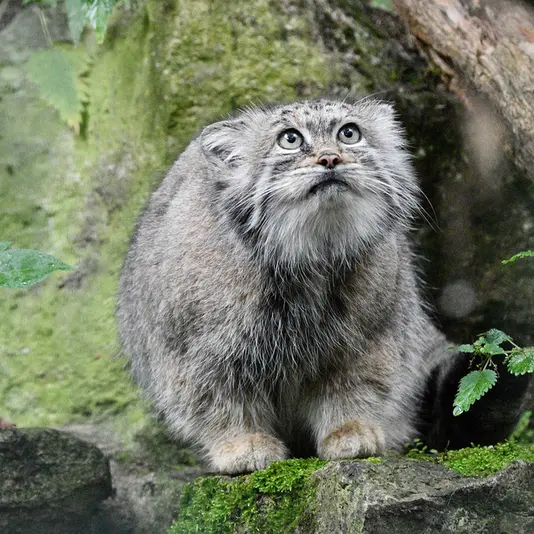A photograph of Maneki-Neko in Tierpark Berlin