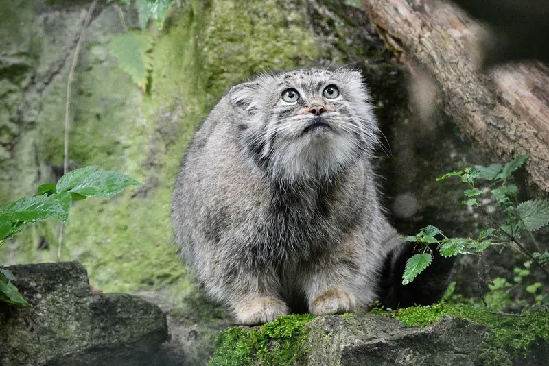 A photograph of Maneki-Neko in Tierpark Berlin