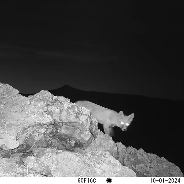 A photograph of Red fox from Besshoky 1 camera trap