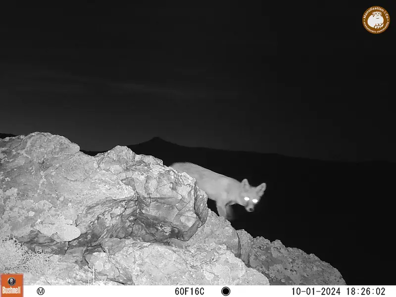A photograph of Red fox from Besshoky 1 camera trap