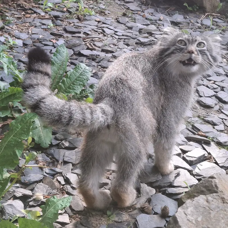 A photograph of Altai in Tregomeur Zoo