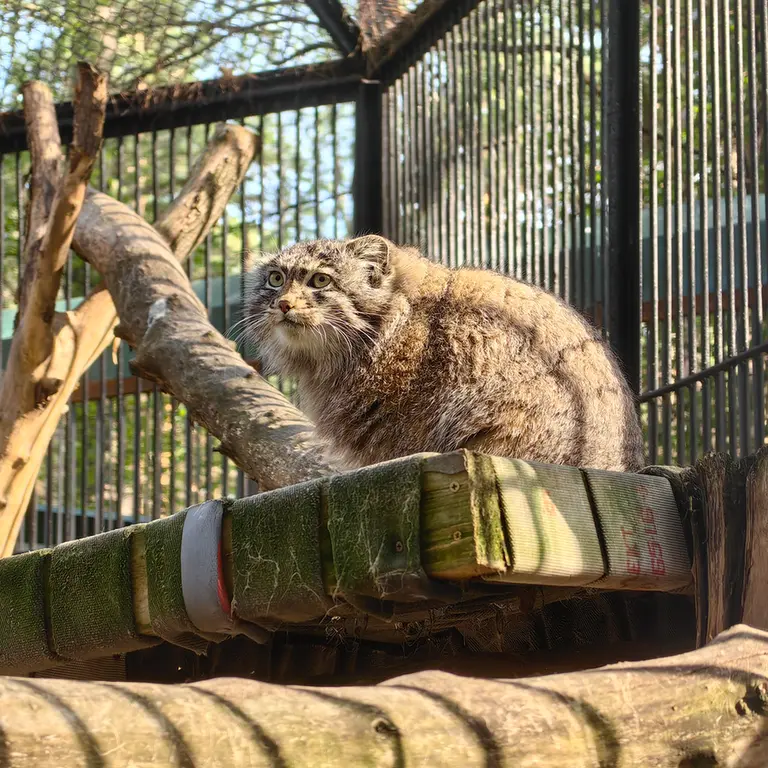 A photograph of Grey in Novosibirsk Zoo