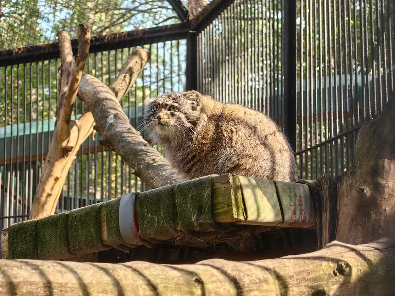 A photograph of Grey in Novosibirsk Zoo