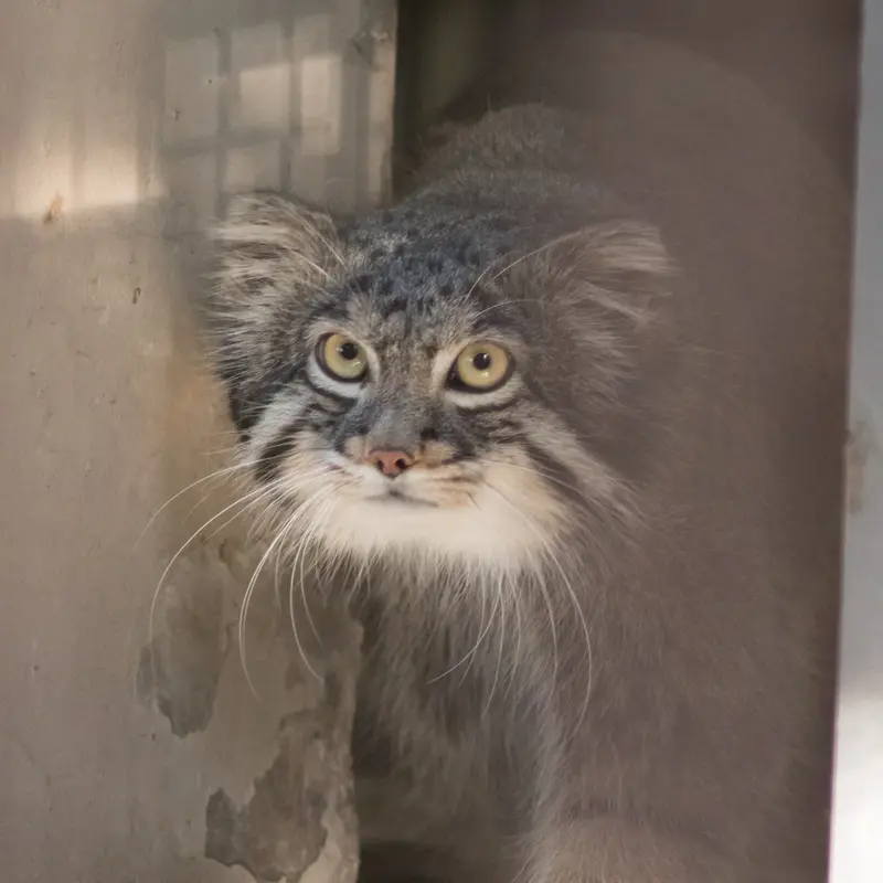 A photograph of Figa in Nogeyama Zoo