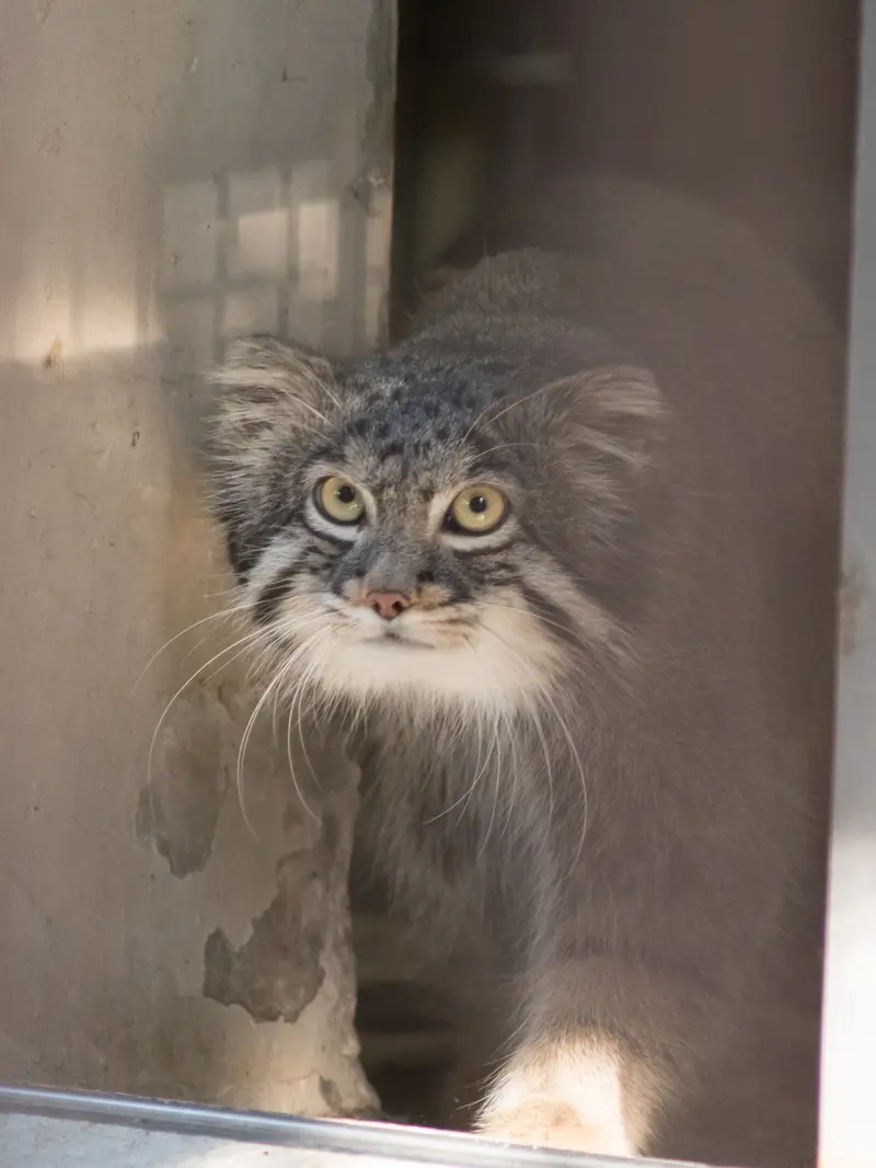 A photograph of Figa in Nogeyama Zoo