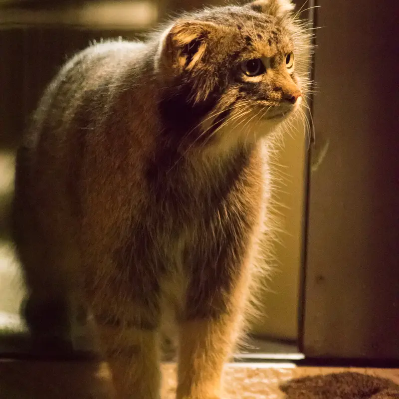 A photograph of Figa in Nogeyama Zoo