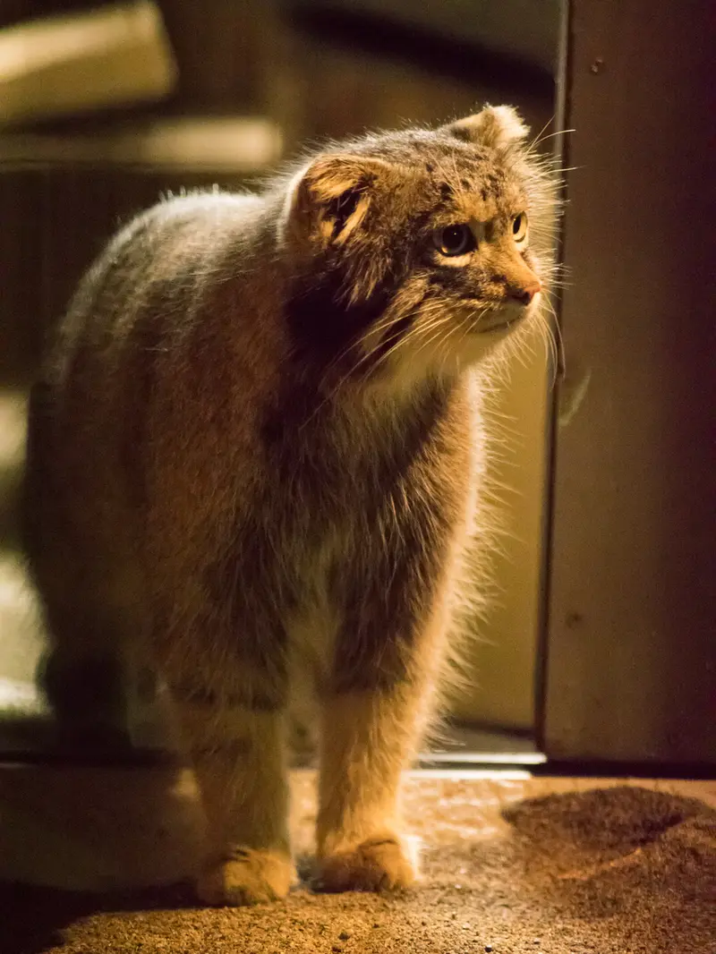 A photograph of Figa in Nogeyama Zoo