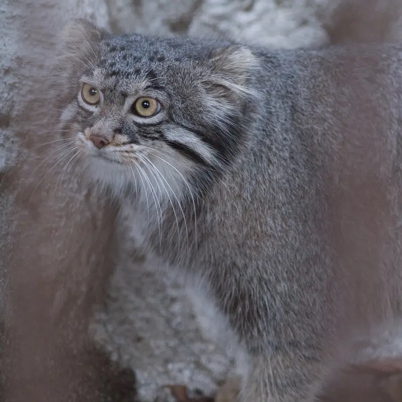 A photograph of Figa in Nogeyama Zoo