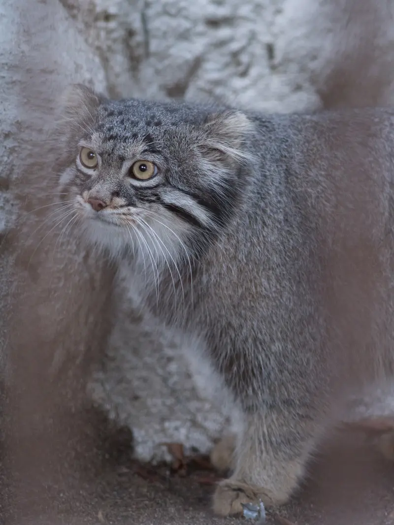 A photograph of Figa in Nogeyama Zoo