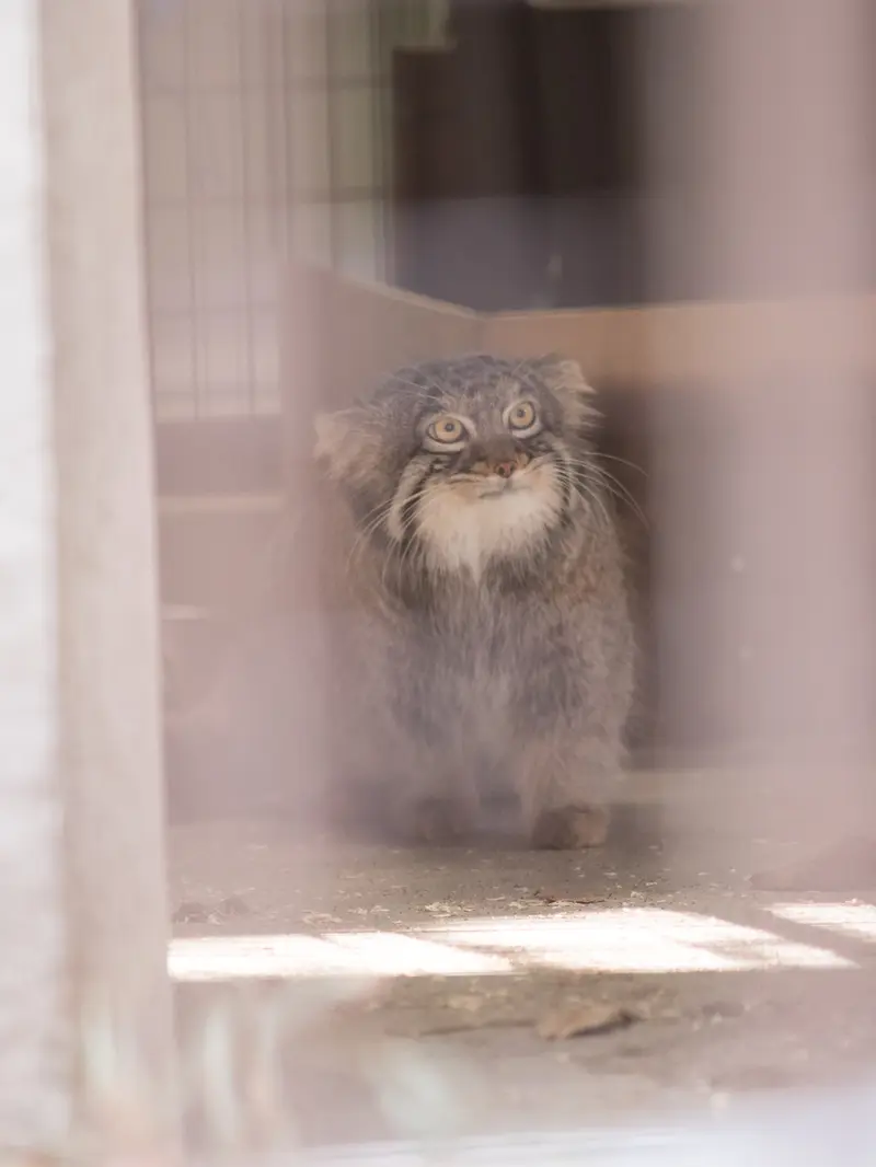 A photograph of Figa in Nogeyama Zoo