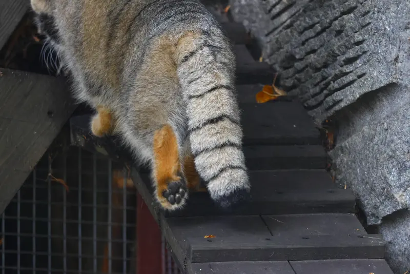 A photograph of a Pallas's cat