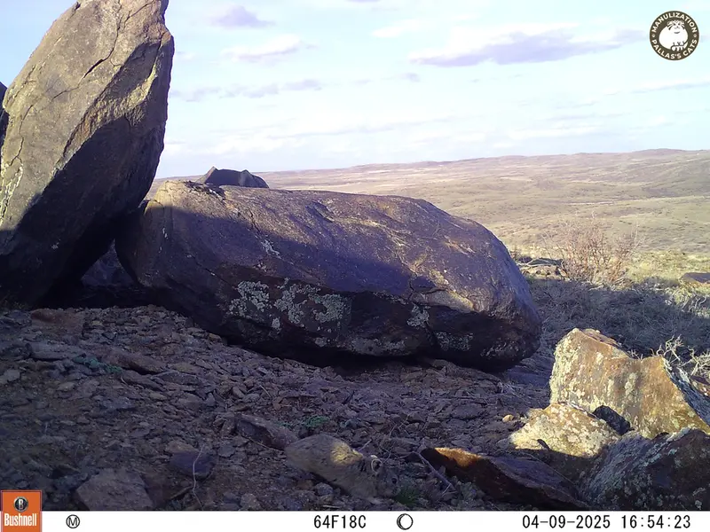 A photograph of Kazakh pika from Koshkar camera trap