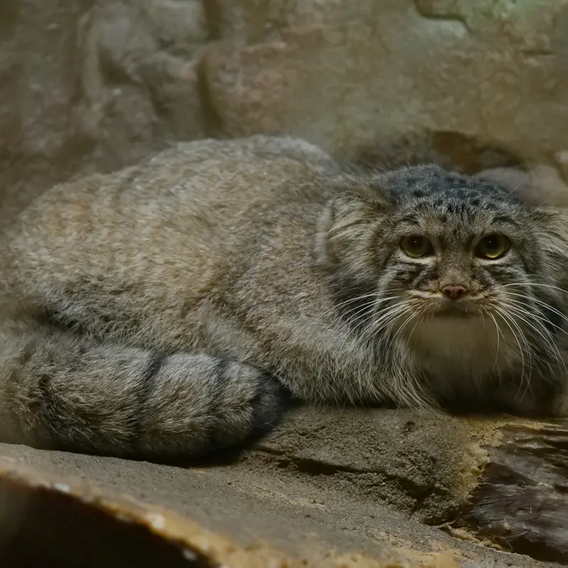 A photograph of Shafran in Ueno Zoological Gardens