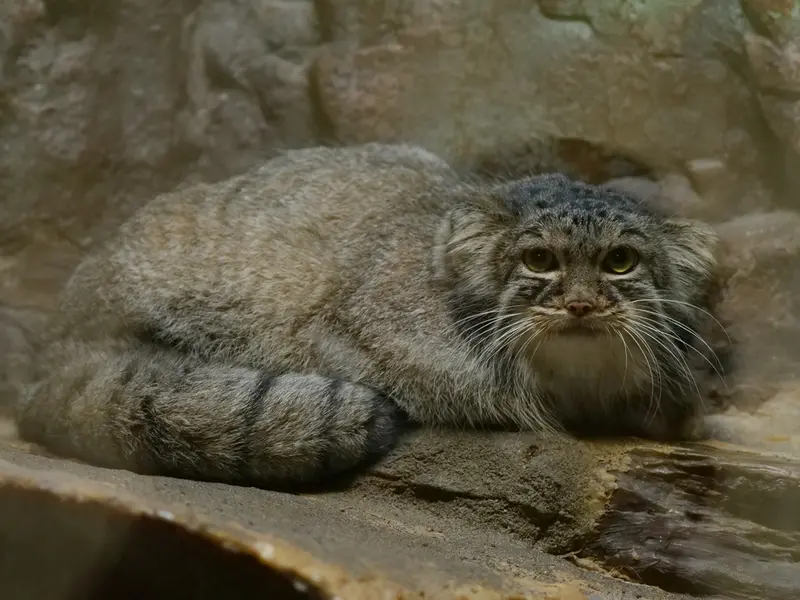 A photograph of Shafran in Ueno Zoological Gardens