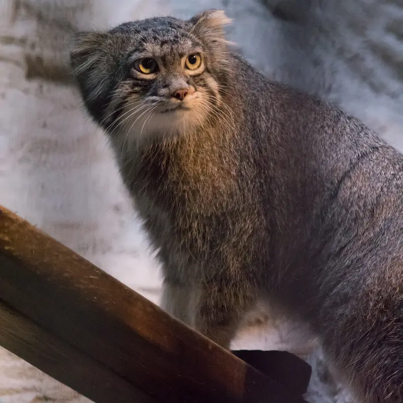 A photograph of Figa in Nogeyama Zoo