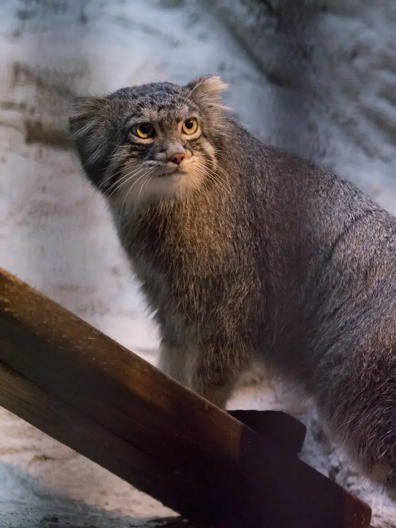 A photograph of Figa in Nogeyama Zoo