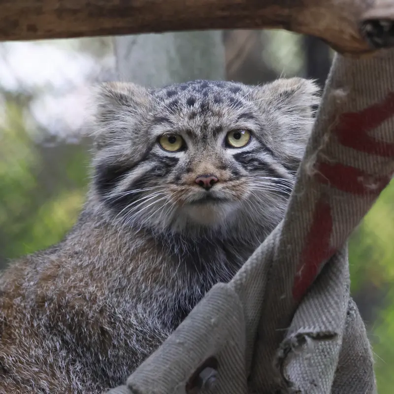 A photograph of Son of Adele b.2026 Ⅰ in Novosibirsk Zoo