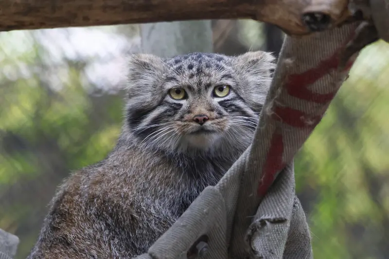 A photograph of a Pallas's cat in Novosibirsk Zoo