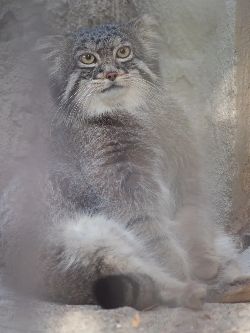 A photograph of Figa in Nogeyama Zoo