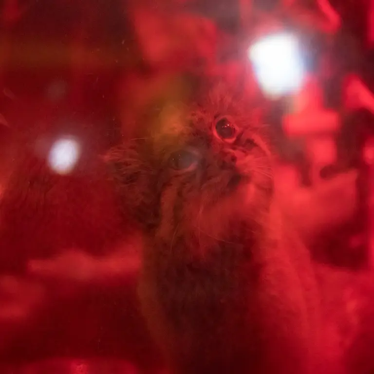A photograph of Naim in Ueno Zoological Gardens