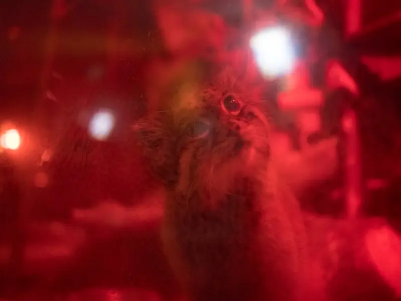 A photograph of Naim in Ueno Zoological Gardens