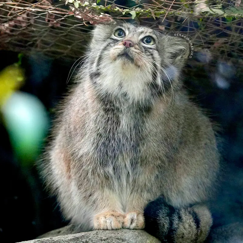 A photograph of Az in Kobe Animal Kingdom